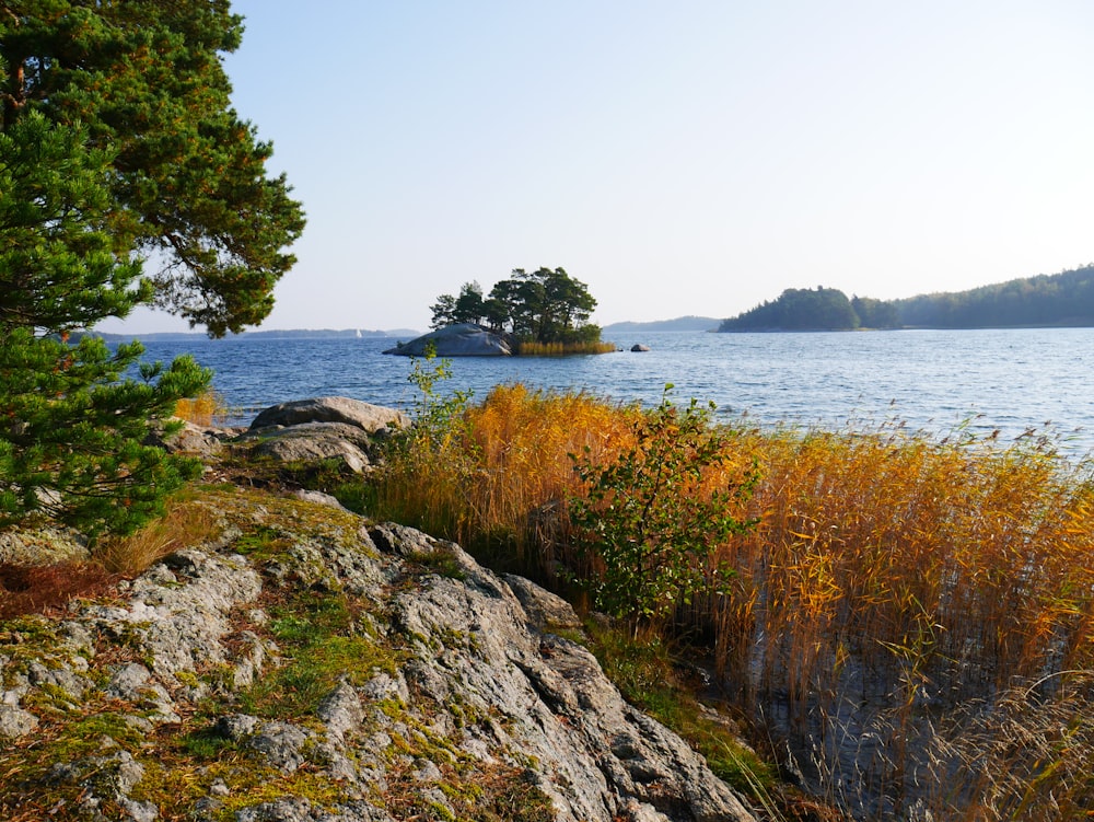 green trees on brown rocky shore during daytime