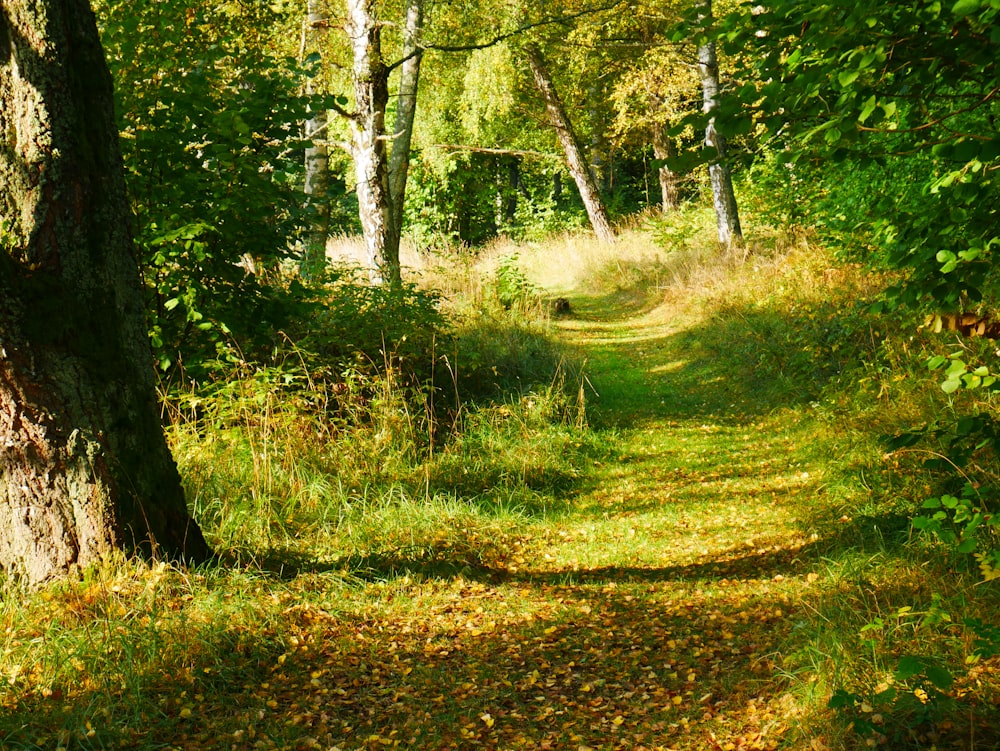 green grass and trees during daytime