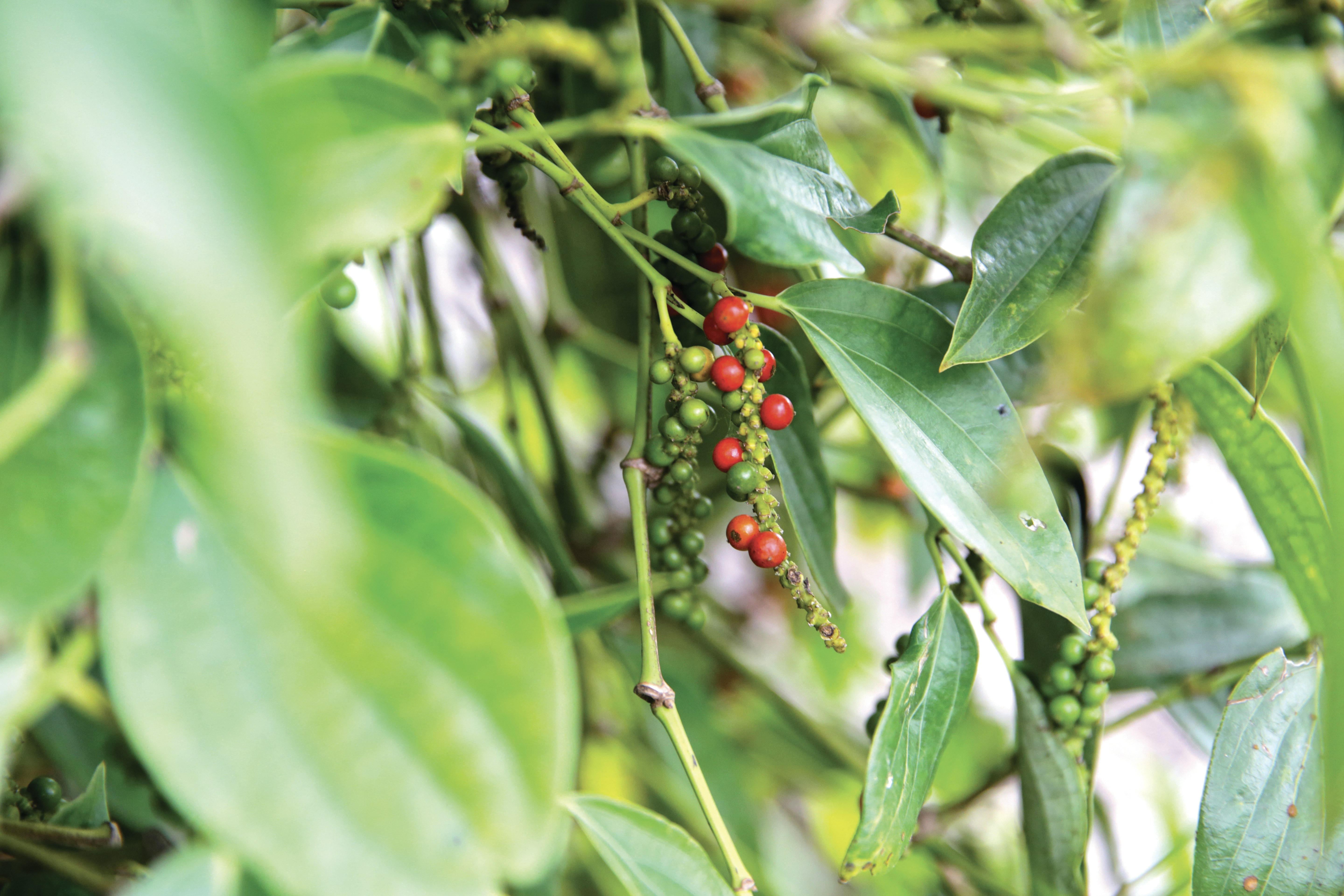 Photo by ny_menghor2020