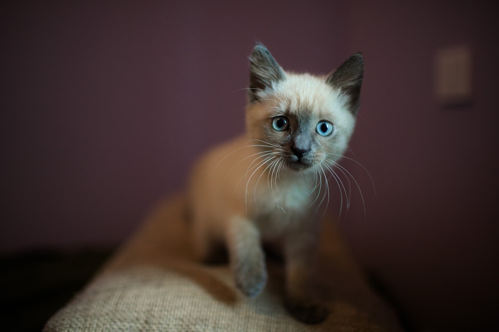 white and brown short fur cat