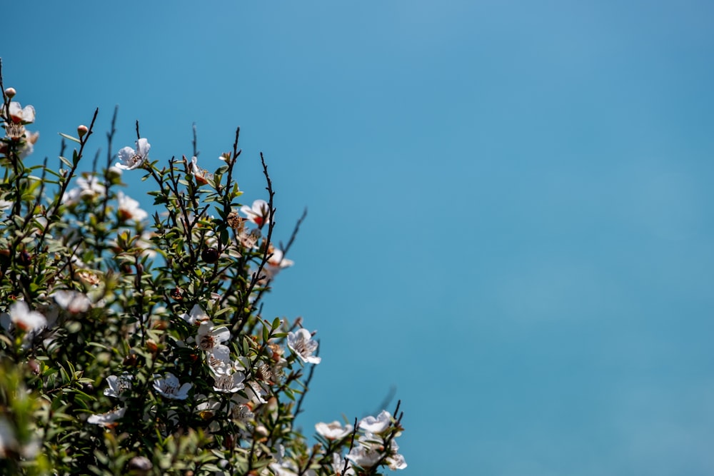 flores brancas sob o céu azul durante o dia