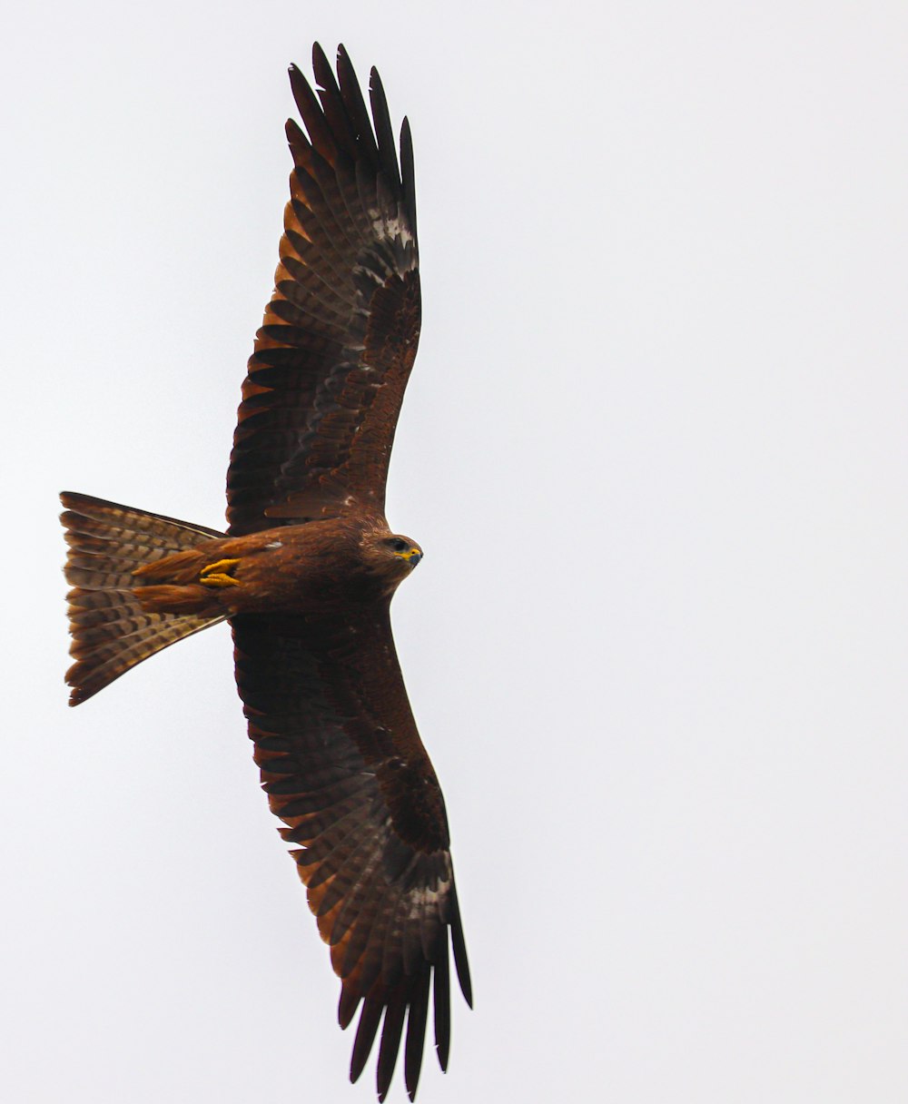 brown and black bird flying