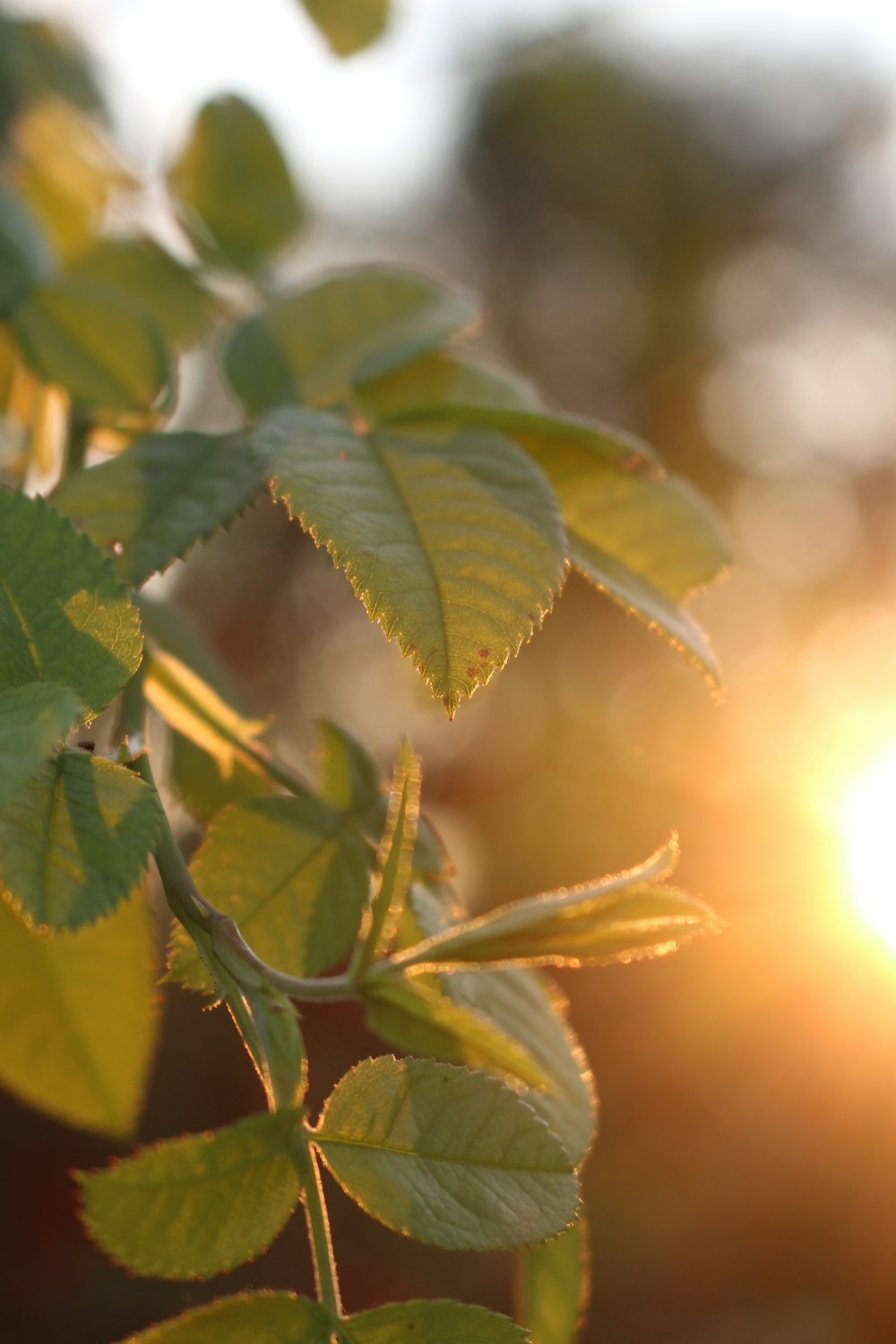 green leaves in macro lens