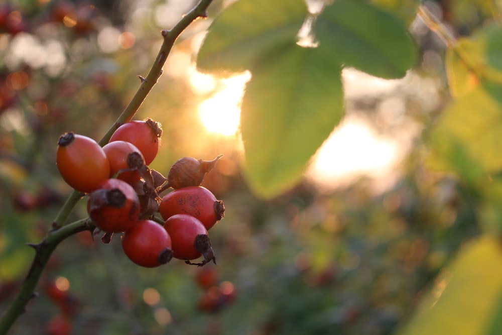 red round fruits on green tree during daytime