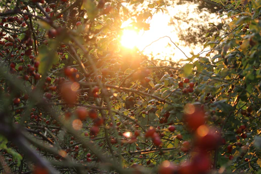 A charming crimson grove with sunlight filtering through deep green leaves, evoking warmth and trust.