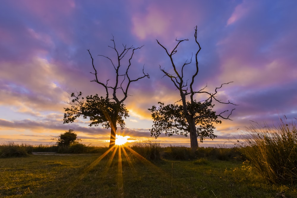 Blattloser Baum auf grünem Grasfeld tagsüber