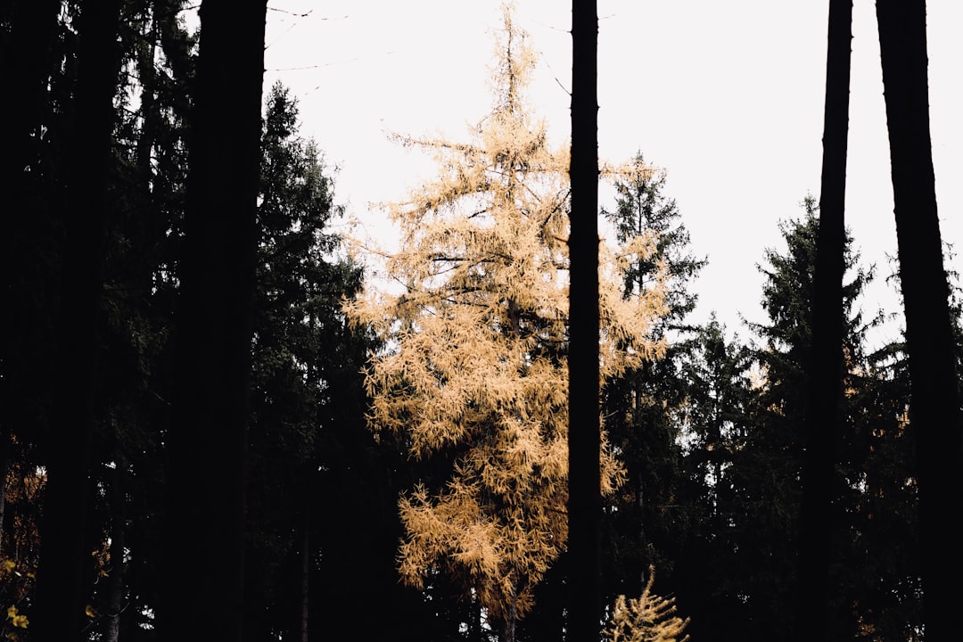 Forest photo spot Stuttgart Wolfschlugen