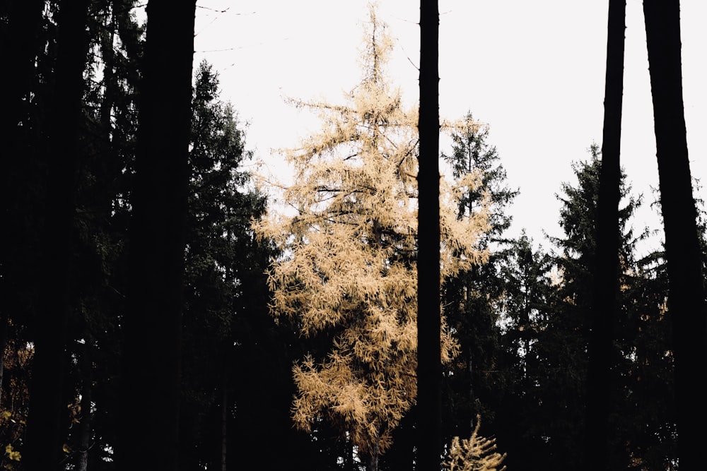 green and brown trees under white sky during daytime