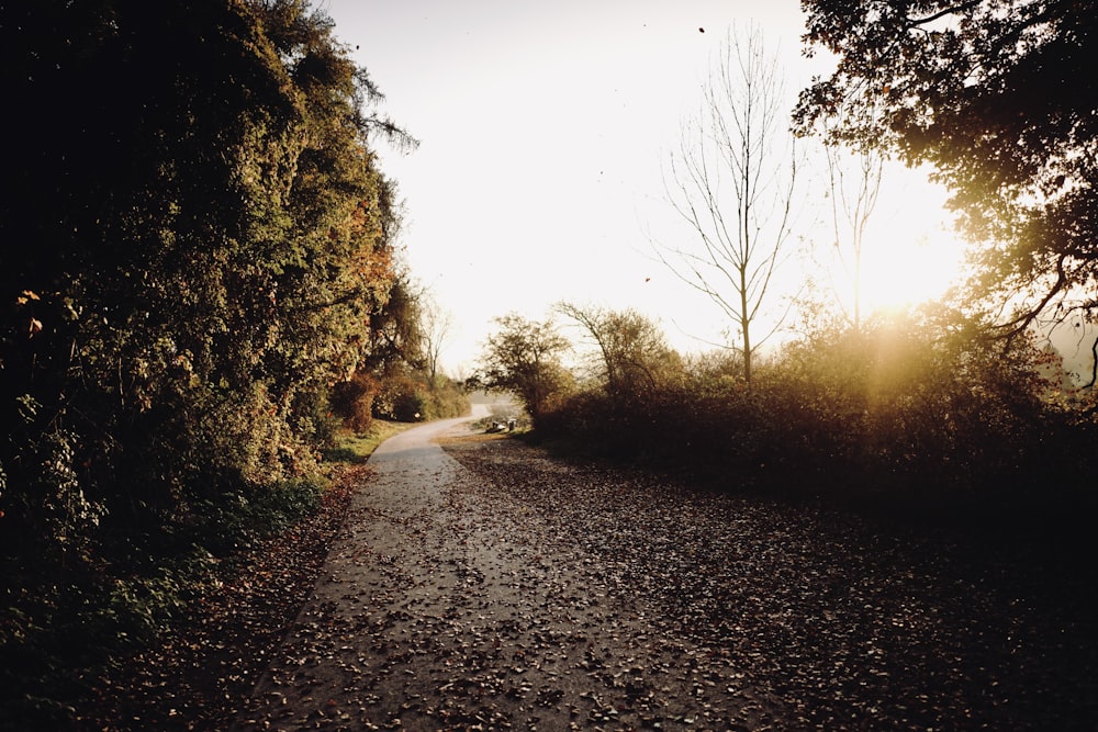 green trees on gray dirt road during daytime