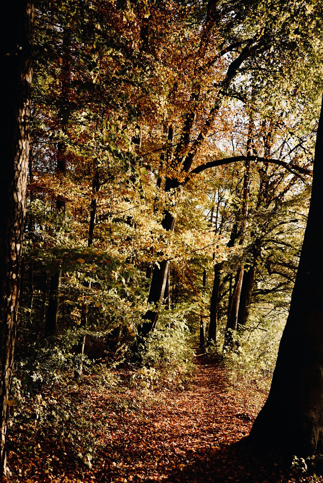 Forest photo spot Missen-Wilhams Hohenschwangau