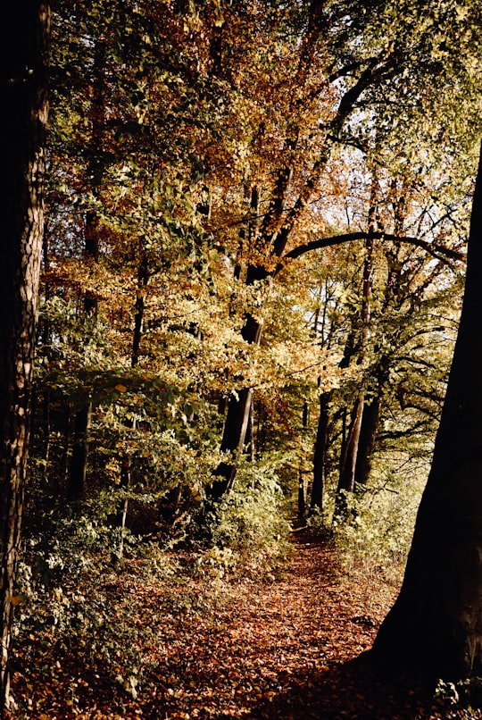 brown and green trees during daytime in Missen-Wilhams Germany