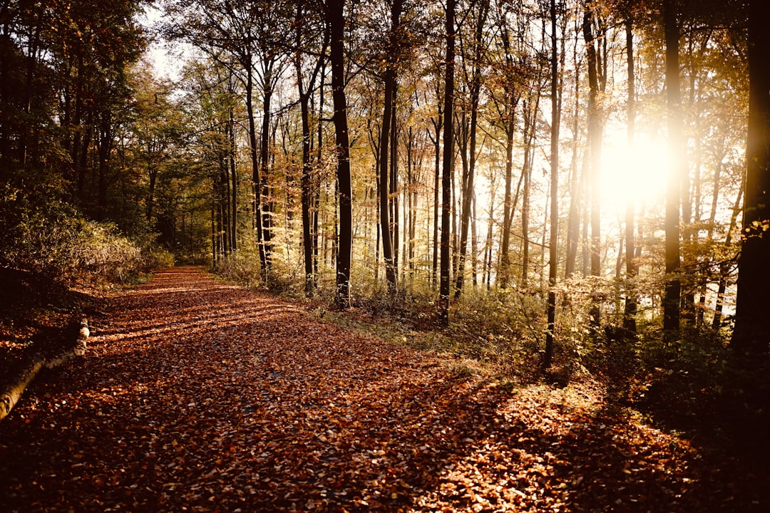 Forest photo spot Oberstdorf Hohenschwangau