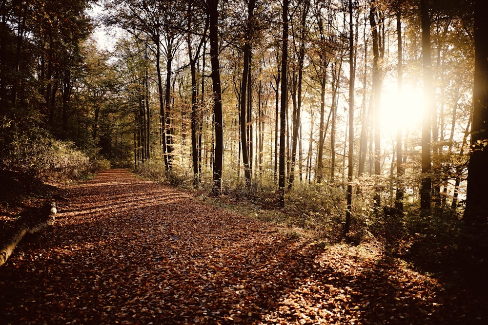 brown trees on brown field during daytime