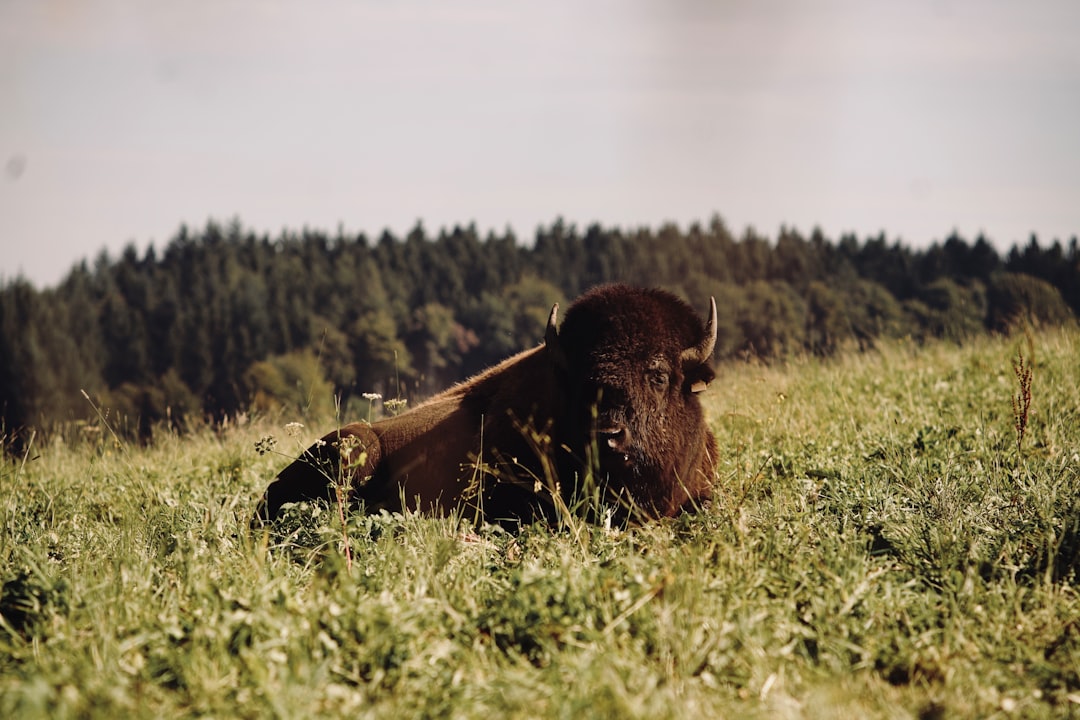 brown bison on green grass field during daytime