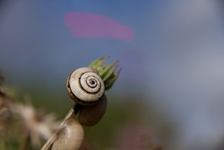 Macro shot of a Cloud (blue) mystery snail with delicate blue hues and intricate shell patterns.