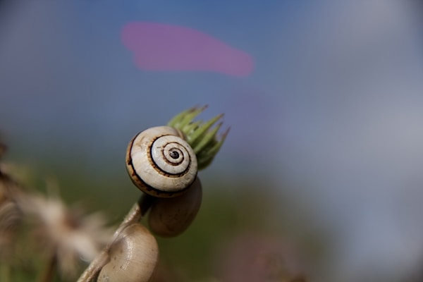Macro shot of a Cloud (blue) mystery snail with delicate blue hues and intricate shell patterns.