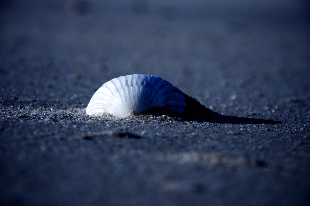 white and blue seashell on gray sand