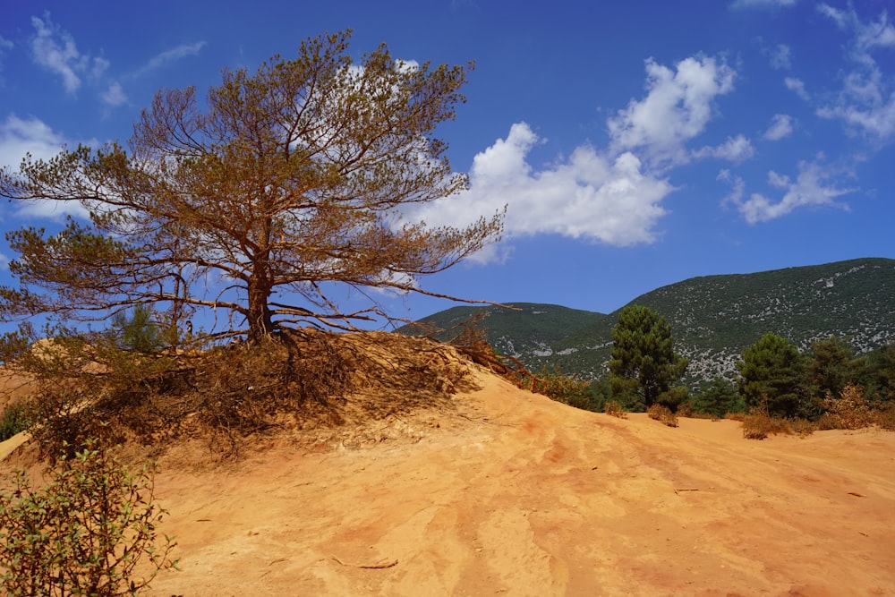 bare tree on brown sand under blue sky during daytime