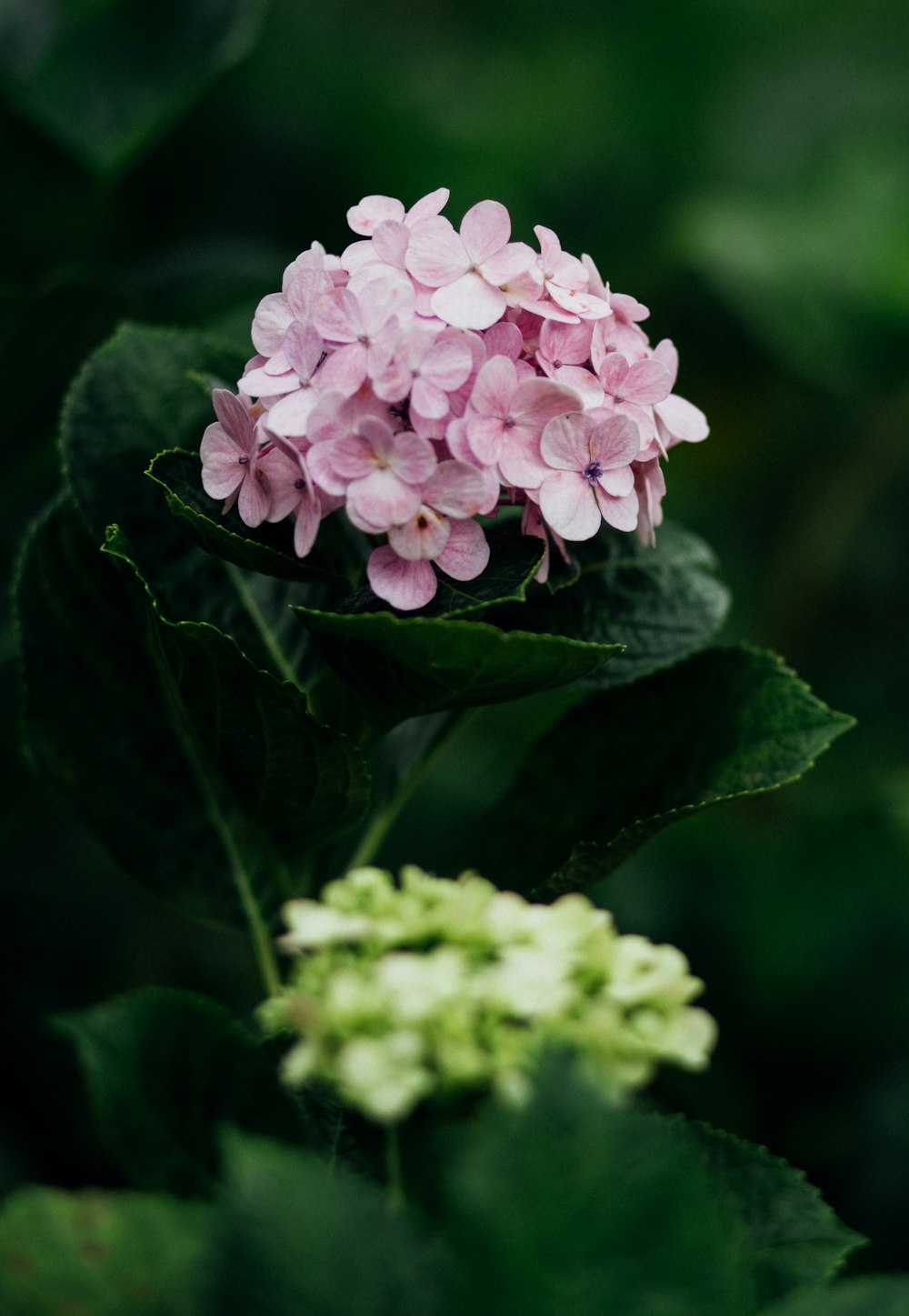 pink flower in green leaves