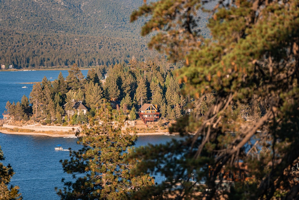 green trees near body of water during daytime