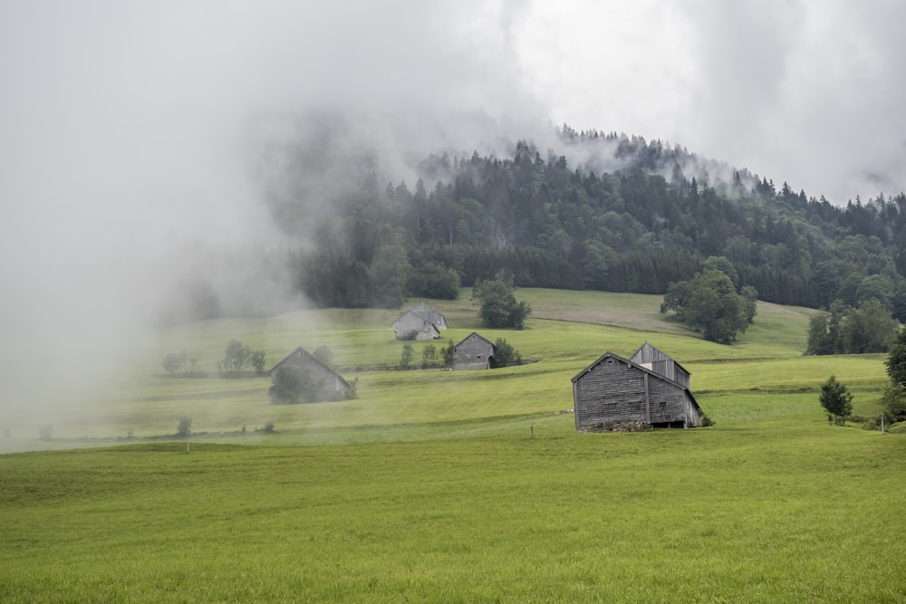 Casa di legno marrone sul campo di erba verde vicino agli alberi verdi coperti di nebbia durante il giorno