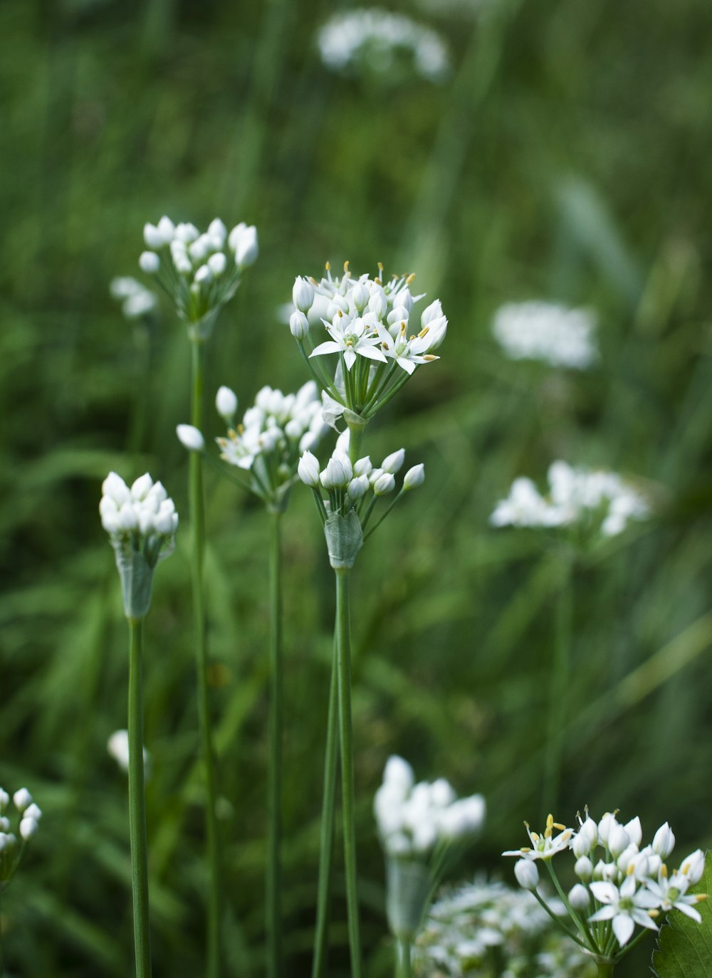 white flower in tilt shift lens