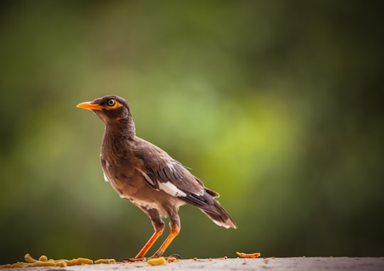 brown and white bird on brown tree branch in Gandhinagar India