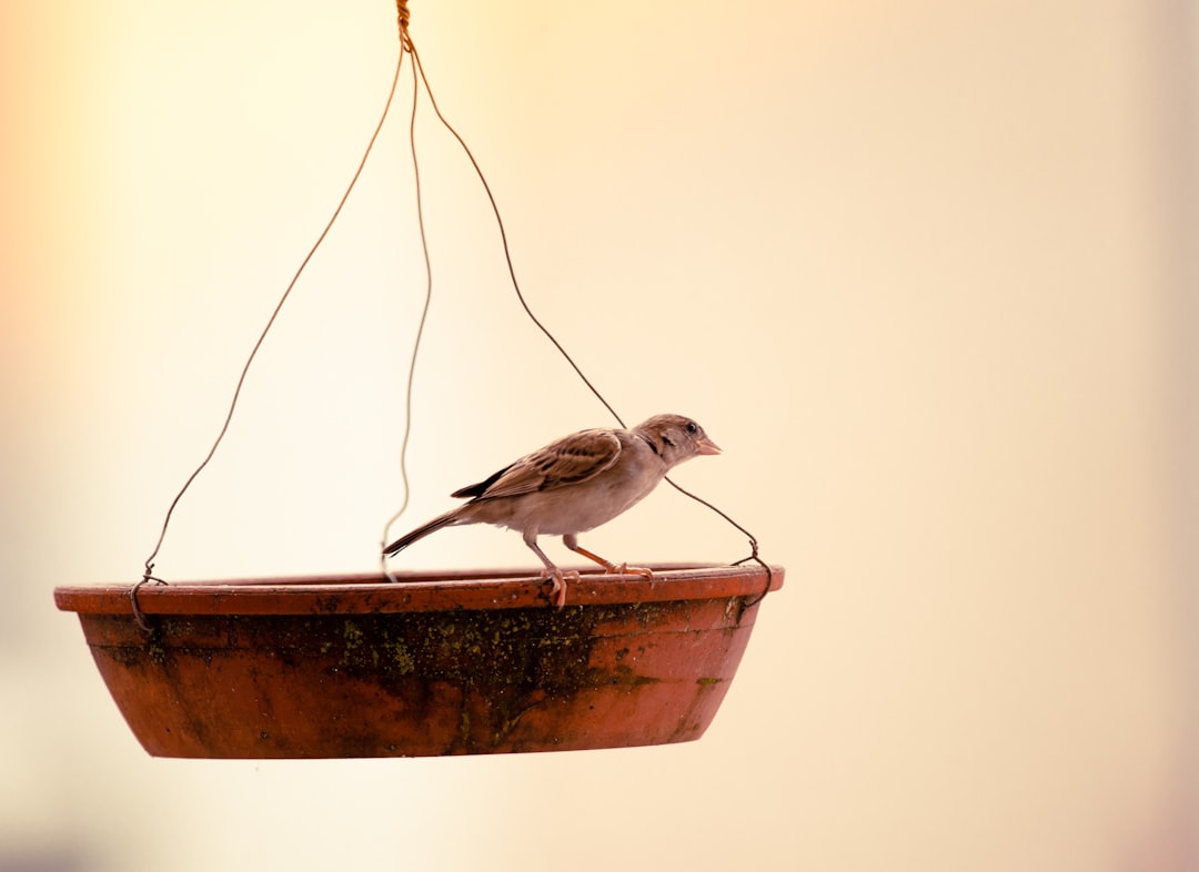 brown bird on brown wooden table