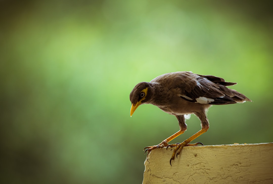 Wildlife photo spot Gandhinagar Ahmedabad