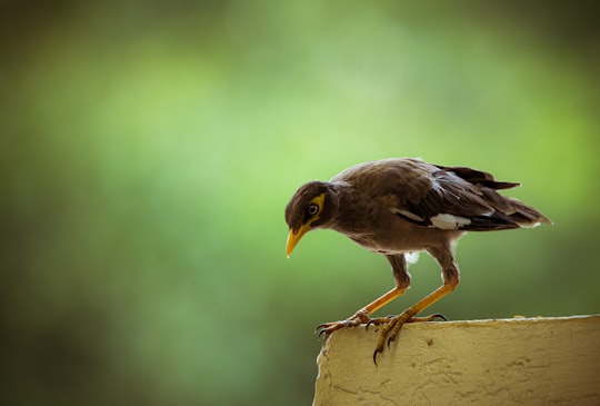 brown and white bird on brown tree branch in Gandhinagar India