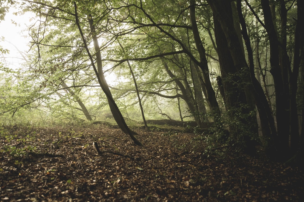 arbres verts sur feuilles brunes séchées pendant la journée