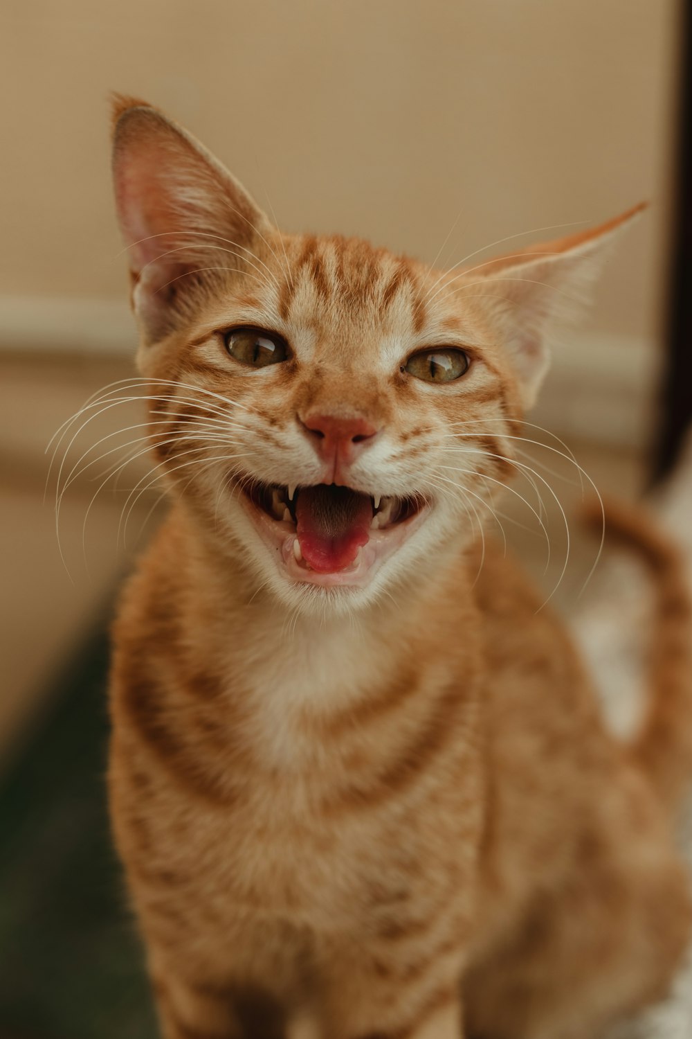 orange tabby cat with red collar