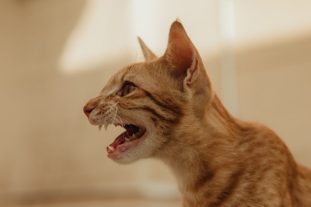 orange tabby cat in close up photography