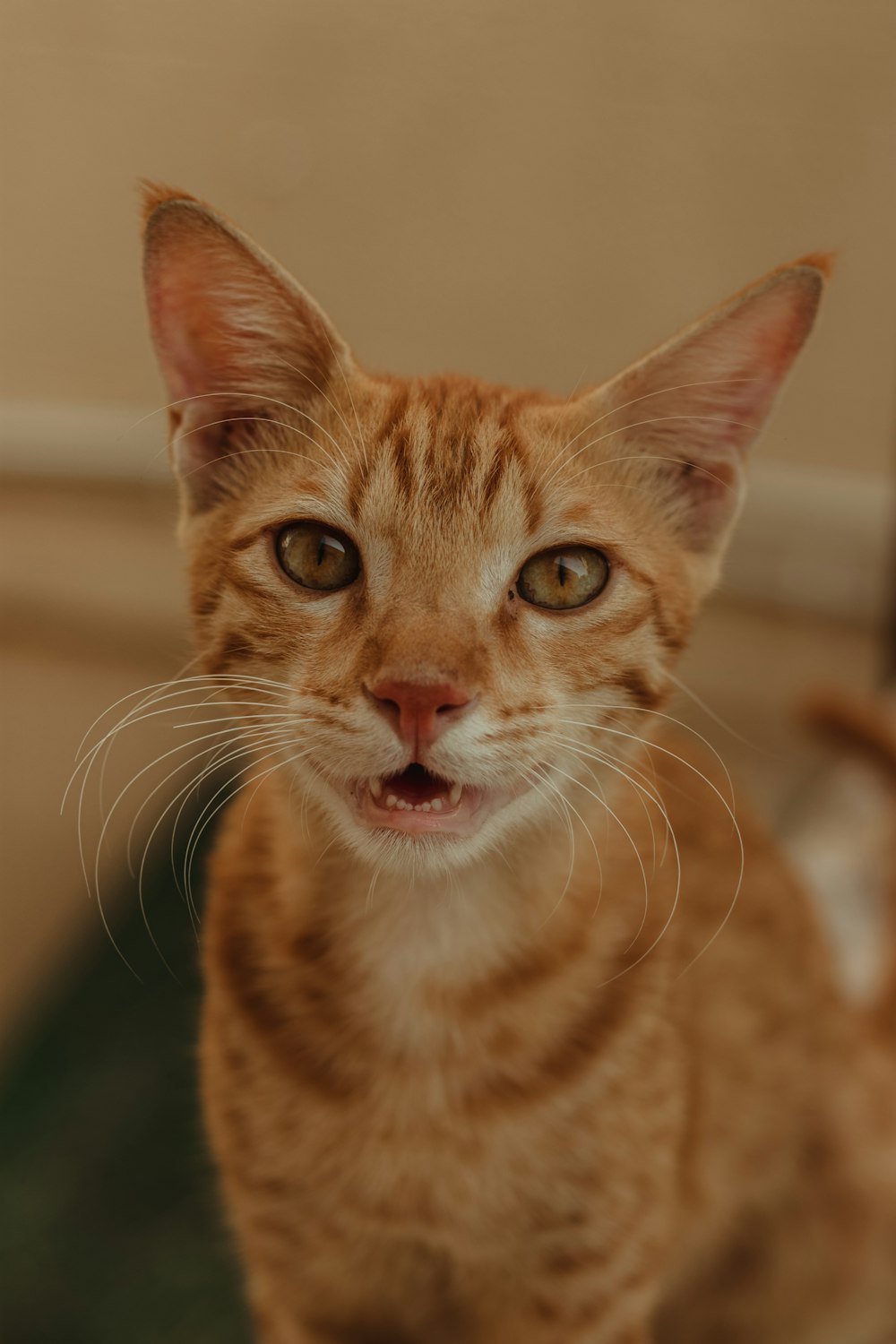 orange tabby cat in close up photography