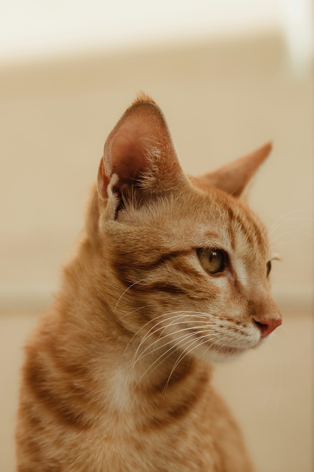 orange tabby cat on white surface