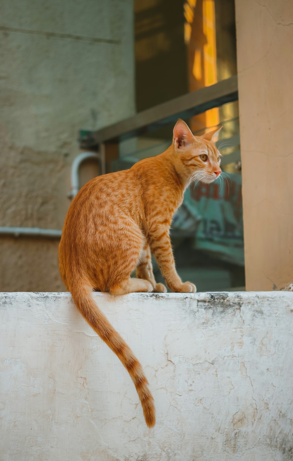 orangefarbene Tabby-Katze auf weißer Betonwand