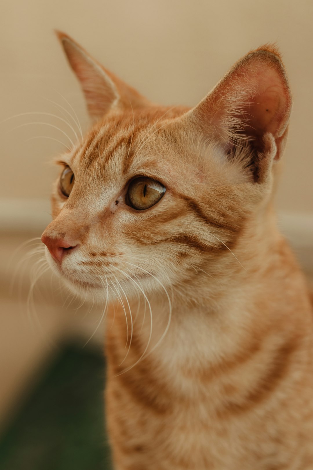 orange tabby cat in close up photography