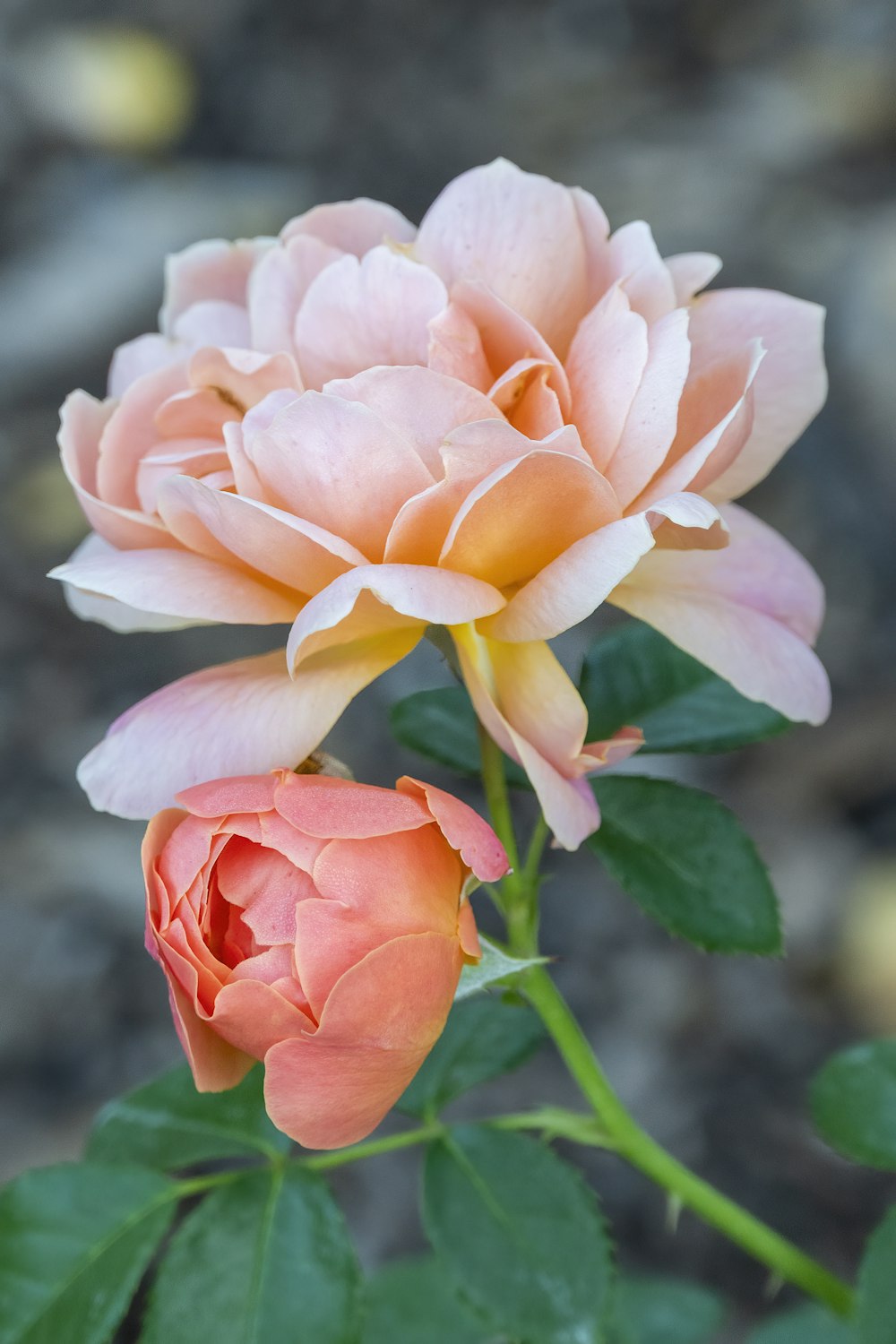 pink rose in bloom during daytime