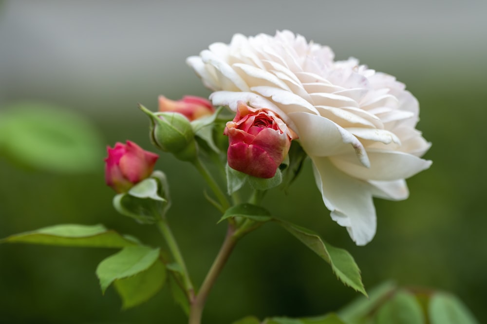 white and red flower in tilt shift lens