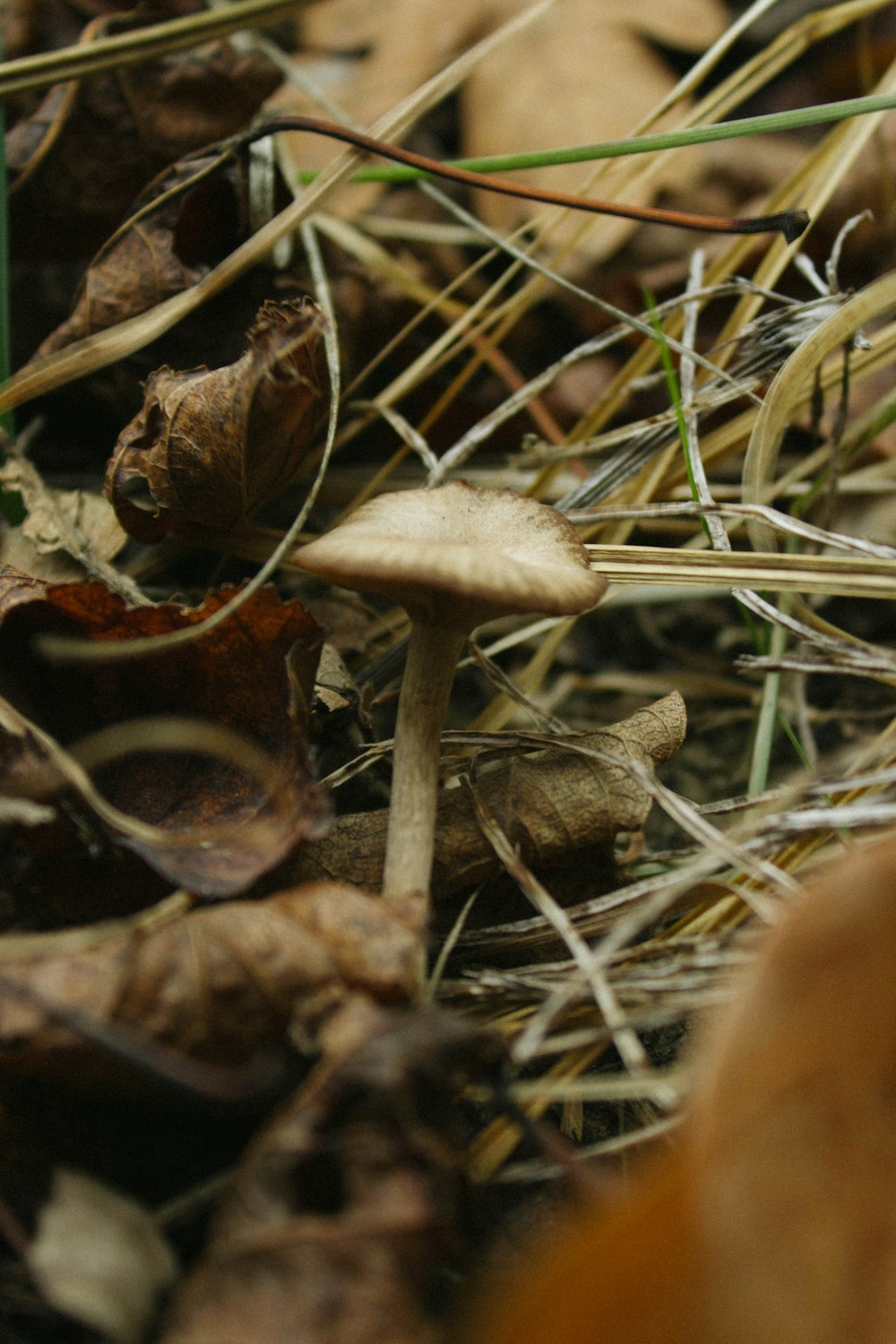 brown mushroom on green grass