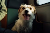 A joyful dog looking out the window of a car, with a well-secured travel kennel in the backseat.