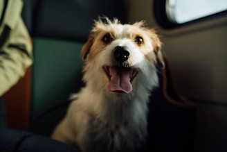 A cozy, climate-controlled van with a happy dog looking out the window during transport.