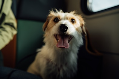 A happy golden retriever getting a stylish haircut inside a mobile pet spa van.