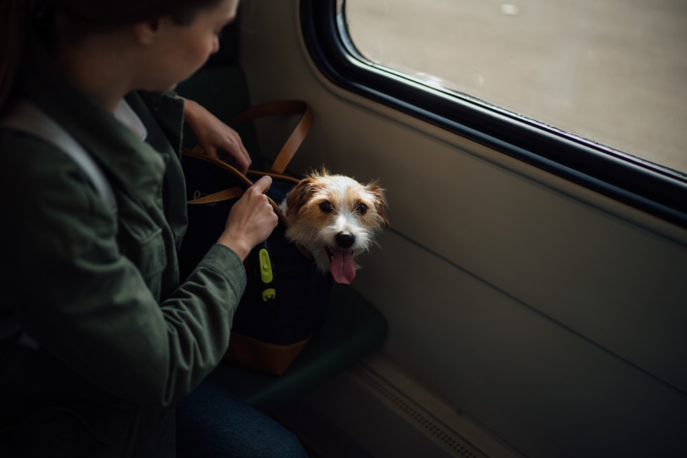 person in gray jacket holding white and brown long coated small dog