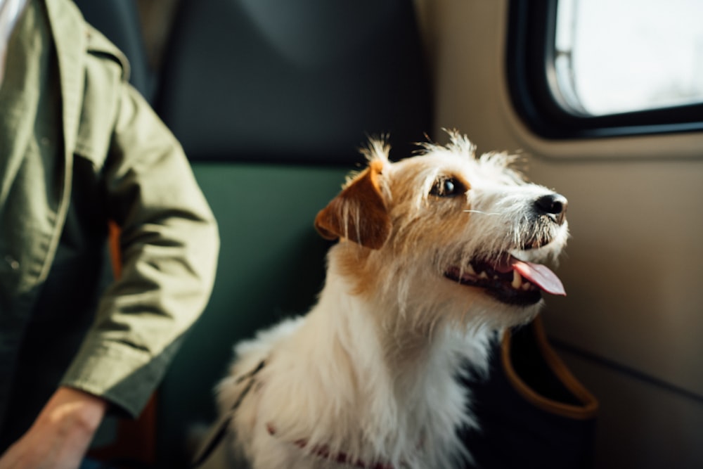 Dog Travel Pictures | Download Free Images on Unsplash pets