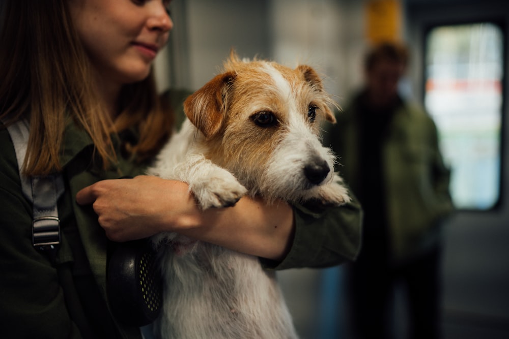 woman in blue long sleeve shirt holding white and brown short coat small dog