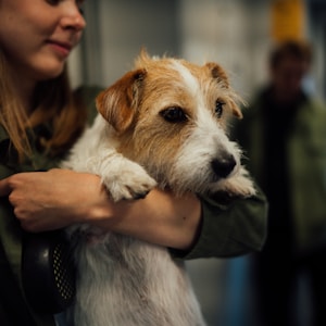 woman in blue long sleeve shirt holding white and brown short coat small dog