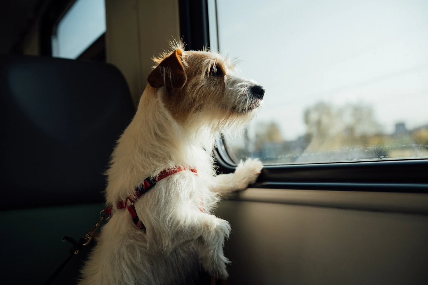 An alert terrier in a harness standing up at a car window and looking ahead, the steady focus of a working dog ready to travel