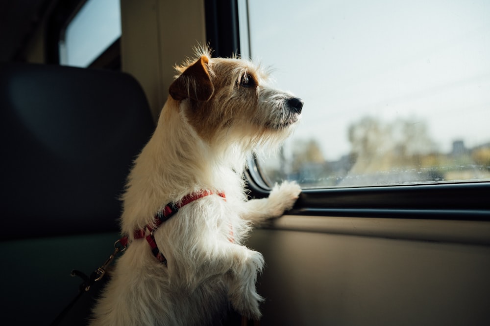 チャイルドシートに座っている白と茶色のロングコートの犬