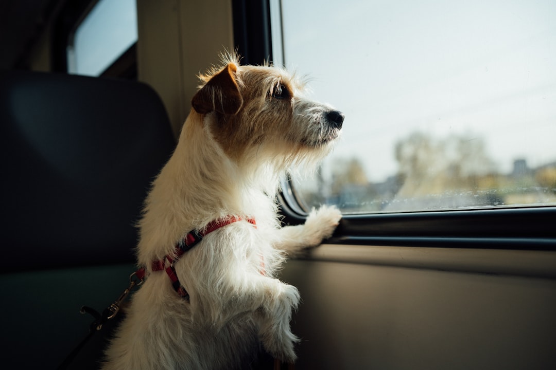 white and brown long coated dog sitting on car seat, Follow me on instagram https://instagram.com/iamegorgordeev/